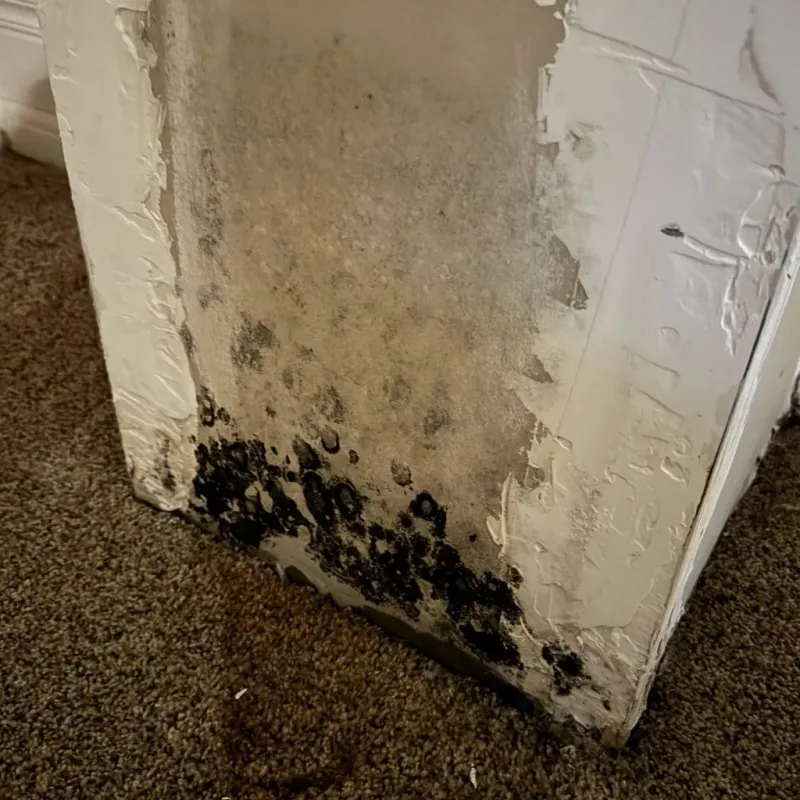 Professional Mold Removal in Mount Zion, GA